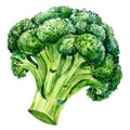 A vibrant and detailed watercolor painting of fresh broccoli, isolated on a white background Royalty Free Stock Photo