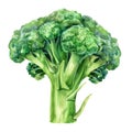 A vibrant and detailed watercolor painting of fresh broccoli, isolated on a white background Royalty Free Stock Photo