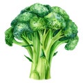 A vibrant and detailed watercolor painting of fresh broccoli, isolated on a white background Royalty Free Stock Photo