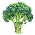 A vibrant and detailed watercolor painting of fresh broccoli, isolated on a white background Royalty Free Stock Photo