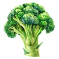 A vibrant and detailed watercolor painting of fresh broccoli, isolated on a white background Royalty Free Stock Photo