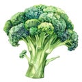 A vibrant and detailed watercolor painting of fresh broccoli, isolated on a white background Royalty Free Stock Photo