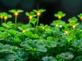 Vibrant Dew Covered Clover Field Glowing with Morning Sunlight in a Lush Green Meadow Royalty Free Stock Photo