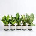 Vibrant Dieffenbachia Plants In Stylish Rubber Pots