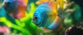 Vibrant Discus Fish Showcasing Their Tropical Colors In An Exotic Aquarium Royalty Free Stock Photo