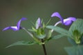 Vibrant display of blue flowers with lush green leaves arranged atop slender green stems.