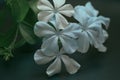 Vibrant display of a collection of white flowers with lush green leaves