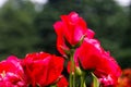 Vibrant display of Crimson Sky flowers against a verdant background, each one blooming in harmony