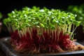 Vibrant Display of Delicate Microgreens. Nutrient Rich, Captivating Colors and Textures