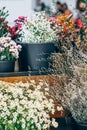 Vibrant display of flowers in full bloom, arrayed in baskets in flower shop. Royalty Free Stock Photo