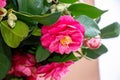 Vibrant display of fresh Camellia blooms featuring lush pink and green florals