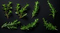 A vibrant display of fresh green herbs on a dark backdrop