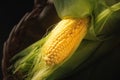 Fresh corn on a yellow background. Flat lay, top view Royalty Free Stock Photo