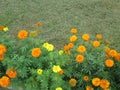 Vibrant display of marigolds in a garden with lush green foliage