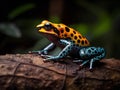 The Vibrant Display of the Poison Dart Frog in Rainforest Undergrowth