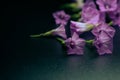 Vibrant display of purple blooms lay atop of a wooden table