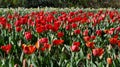 Vibrant display of red tulips in a field showing a stunning sight to behold