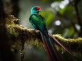 The Vibrant Display of the Resplendent Quetzal