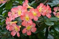 Vibrant display of salmon pink flowers with yellow throat of Vireya Rhododendrons Royalty Free Stock Photo