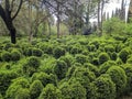 Vibrant display of small hedges in a picturesque park