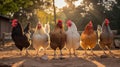 Vibrant Diversity: Colorful Chickens Pecking and Scratching in a Rustic Coop