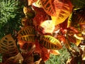 Vibrant Diversity: Croton - Codiaeum Leaves