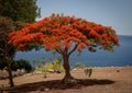 Vibrant dragon blood tree Royalty Free Stock Photo