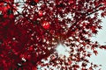 Vibrant Red Maple Leaves With Sunlight Burst. Bright Autumn Foliage, Backlit Seasonal Nature Photography, Colorful Fall Canopy Tex Royalty Free Stock Photo