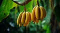 Vibrant Duo: A Pair of Ripe Banana Clusters Hanging from a Lush Banana Tree - AI Generative