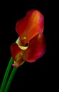 Close up of a pair of multi color sensual calla lilies on dark background