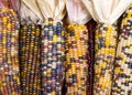 vibrant ears of Flint, Indian Corn with husks pulled back Royalty Free Stock Photo