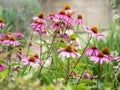 Vibrant Echinacea purpurea flower garden with a walkway