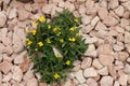 Vibrant erysimum grandiflorum in bloom