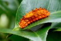 Vibrant Eterusia Aedea Caterpillar Amidst Lush Greenery.