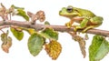 A vibrant European Tree Frog is seen perched on a branch in a side view Royalty Free Stock Photo