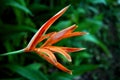 Vibrant and exotic Orange Flower