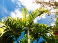 Vibrant exotic trees from below