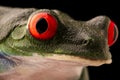 The vibrant eyes of a red eyed tree frog, Agalychnis callydrias