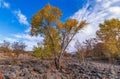 Vibrant Cottonwood Trees On A Dry Creek Near Sedona During Fall