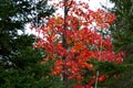 Vibrant Red Autumn Color Surrounded by Green in the Upper Michigan Royalty Free Stock Photo