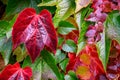 Vibrant fall colors in the foliage of vines growing on a wall, as a nature background Royalty Free Stock Photo