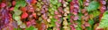 Vibrant fall colors in the foliage of vines growing on a wall, as a nature background Royalty Free Stock Photo