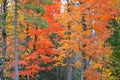 Vibrant Autumn Color in the Upper Michigan Royalty Free Stock Photo