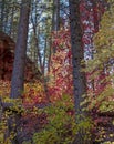 Vibrant Fall Colors In Oak Creek Canyon In Sedona Royalty Free Stock Photo