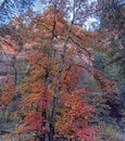 Vibrant Fall Colors In Oak Creek Canyon In Sedona Royalty Free Stock Photo