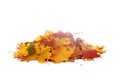 Vibrant fall colors. Pile of autumn colored leaves isolated on white background.A heap of different maple dry leaf .Red, yellow, Royalty Free Stock Photo