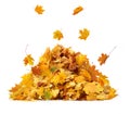 Vibrant fall colors. Pile of autumn colored leaves isolated on white background.A heap of different maple dry leaf .Red, yellow, Royalty Free Stock Photo