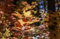 Vibrant Fall Foliage In Sedona Arizona 2019 Royalty Free Stock Photo