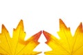 Vibrant Fall Leaf Background