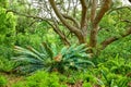 Vibrant fern, shrubs and big wild trees growing in lush Kirstenbosch Botanical Gardens in Cape Town on a sunny day in